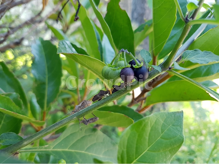 까마중,검은열매,식물,약초,열매,식물,자연,plants,nature,과일,열매,fruit