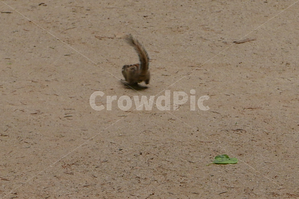 다람쥐,squirrel,설치류,rodents,다람쥐뒷모습,뛰어가는다람쥐,runningsquirrel