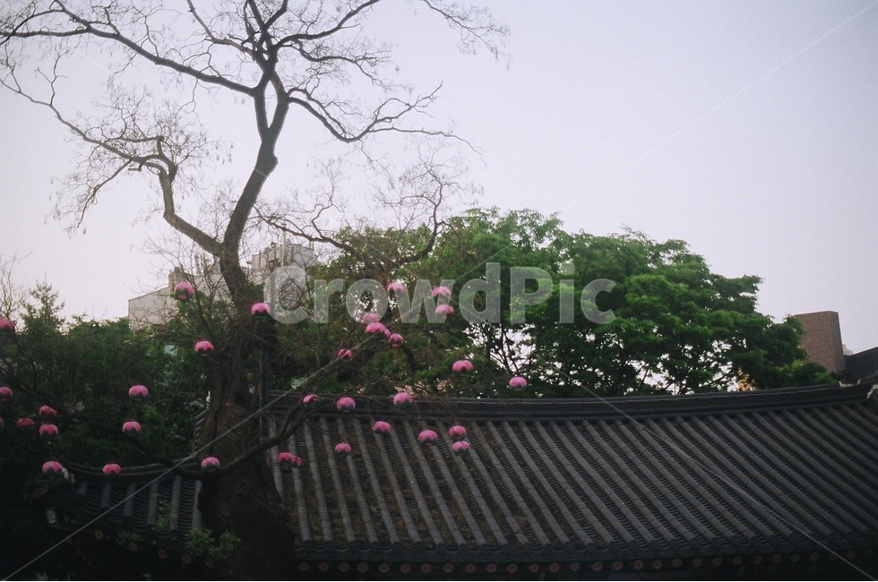 나무,한옥,기와,연등회,불교,한국전통,한국문화,korean traditional,korean culture,식물,자연,plants,nature,나무,trees,wood,종교,신앙,religion,belief,faith,감성,sensible,feeling