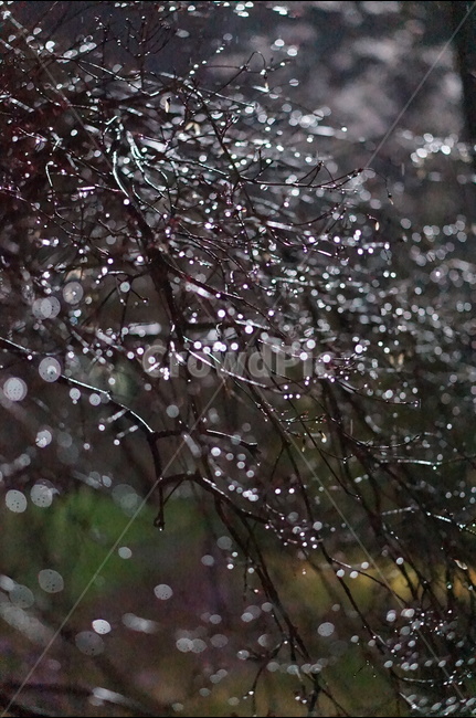 빛,보케,야경,나무,불빛,야경,밤,풍경,nightscape,night,landscape,식물,자연,plants,nature,비,비오는날,rain,rainy,plant,flower,꽃,blossom