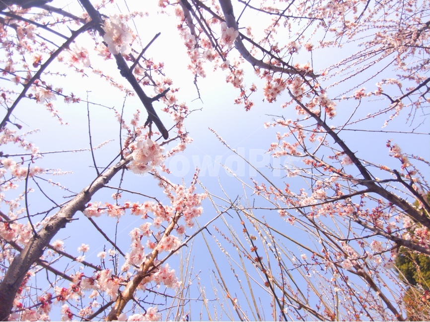 매화,봄,꽃,풍경,감성,자연,봄,계절,spring,season,식물,자연,plants,nature,꽃,flower,plant
