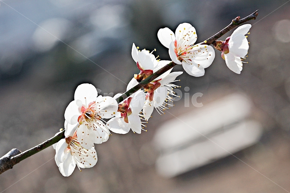 매화꽃,매화,꽃,나무,자연,배경,봄,계절,spring,season,식물,자연,plants,nature,꽃,flower,plant,blossom