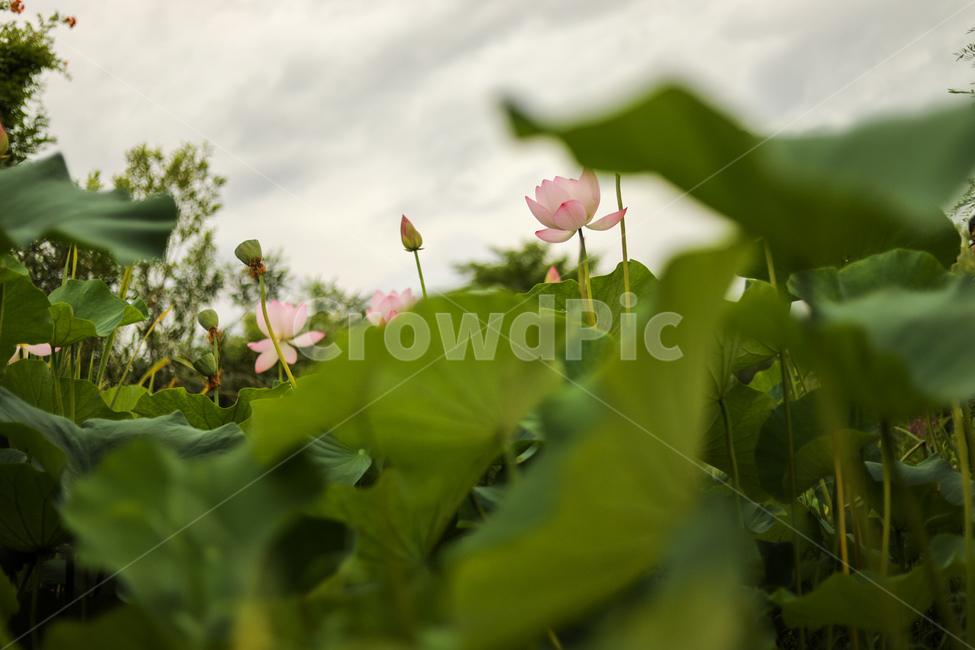 자연,꽃,flower,제라늄,blossom,plant,식물,감성사진,연꽃