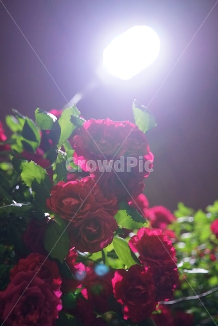 장미,가로등,꽃,밤,밤공기,새벽공기,감성사진,감성,streetlight,night,midnight,rose,roses,flower,flowers,골목길,길거리,봄,spring,여름밤
