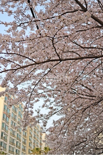 벚꽃,벚꽃나무,봄꽃,cherryblossoms,cherryblossomstree,봄,계절,spring,season,식물,자연,plants,nature,꽃,flower,plant,blossom,cherry blossom