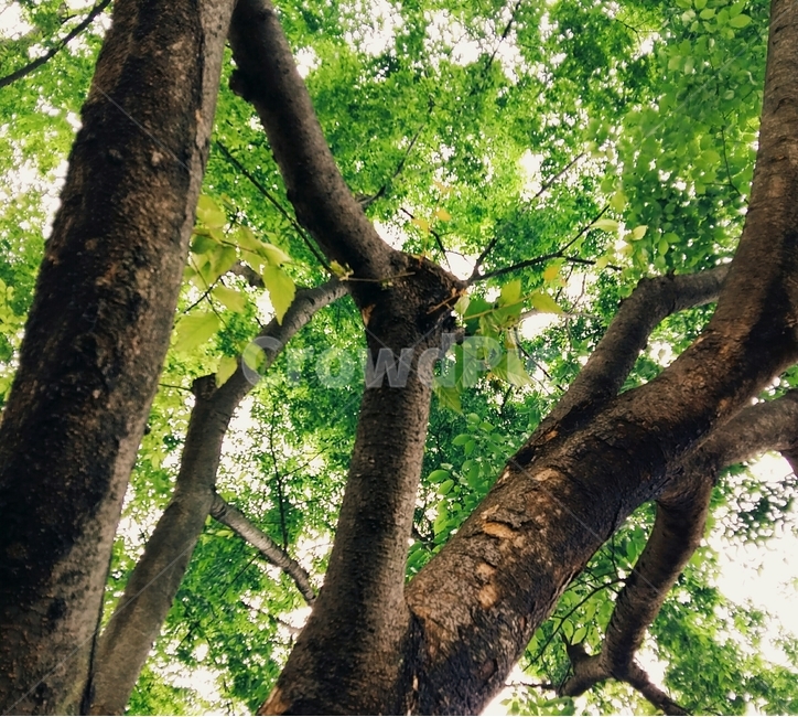 나무,나뭇가지,green,여름,summer,여름,계절,summer,season,식물,자연,plants,nature,나무,trees,wood,휴식,힐링,rest,relaxation,healing,tree trunk,나무 줄기,tree,plant