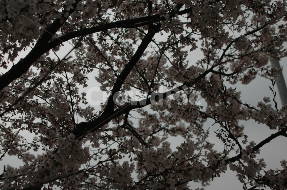 봄,벚꽃,벚꽃축제,벚꽃개화,만개한벚꽃,봄,계절,spring,season,plant,식물,flower,꽃,cherry blossom,blossom