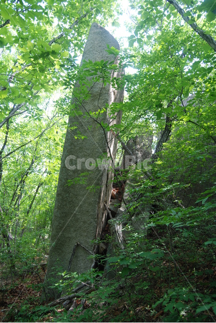 도락산,국립공원,탐방로,여름,자연,휴양림,자연,풍경,nature,landscape,tree,나무,plant,식물,tree trunk,나무 줄기