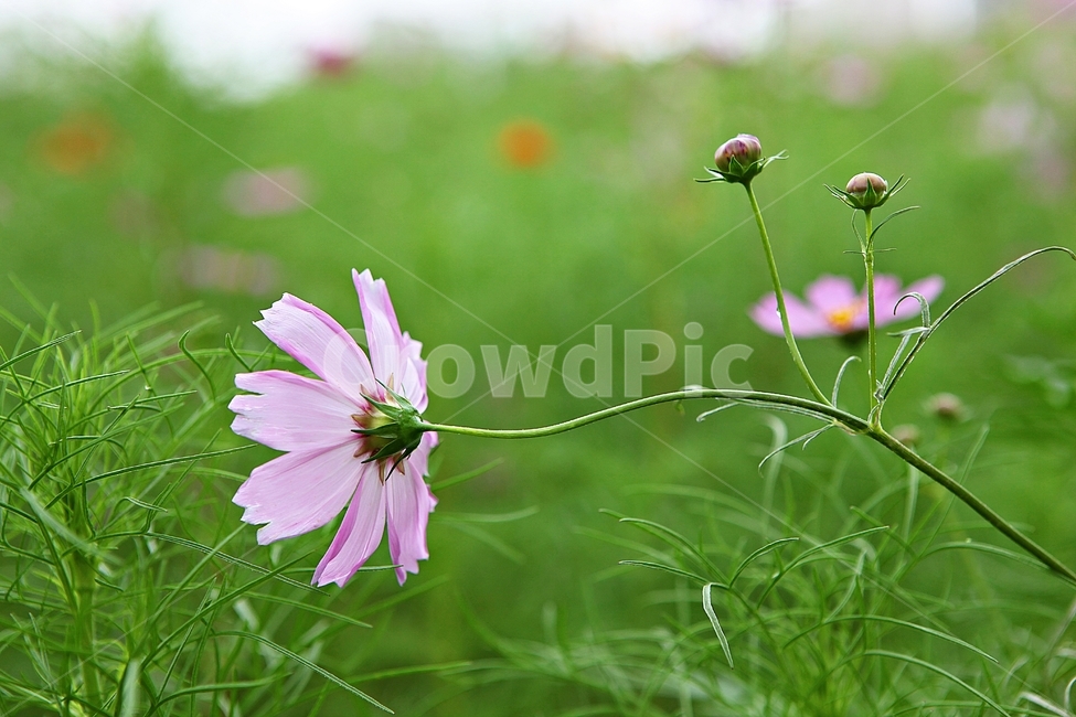 코스모스,꽃,꽃잎,식물,자연,공원,가을,가을꽃,식물,자연,plants,nature,꽃,flower