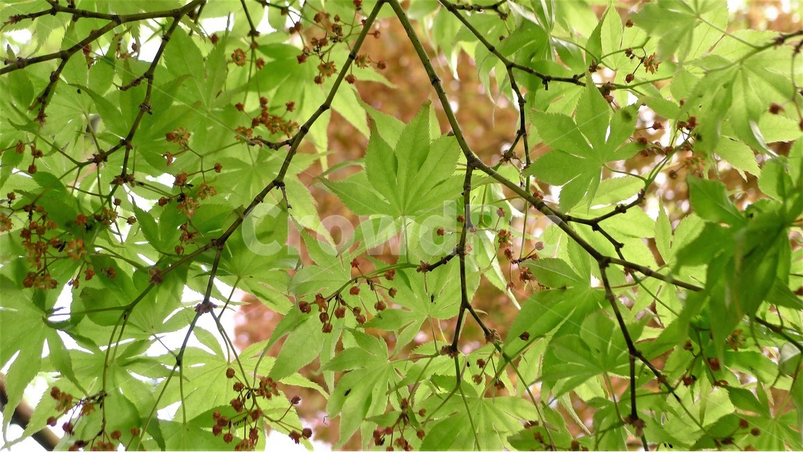 식물,자연,숲,봄,나무가지,식물,자연,plants,nature