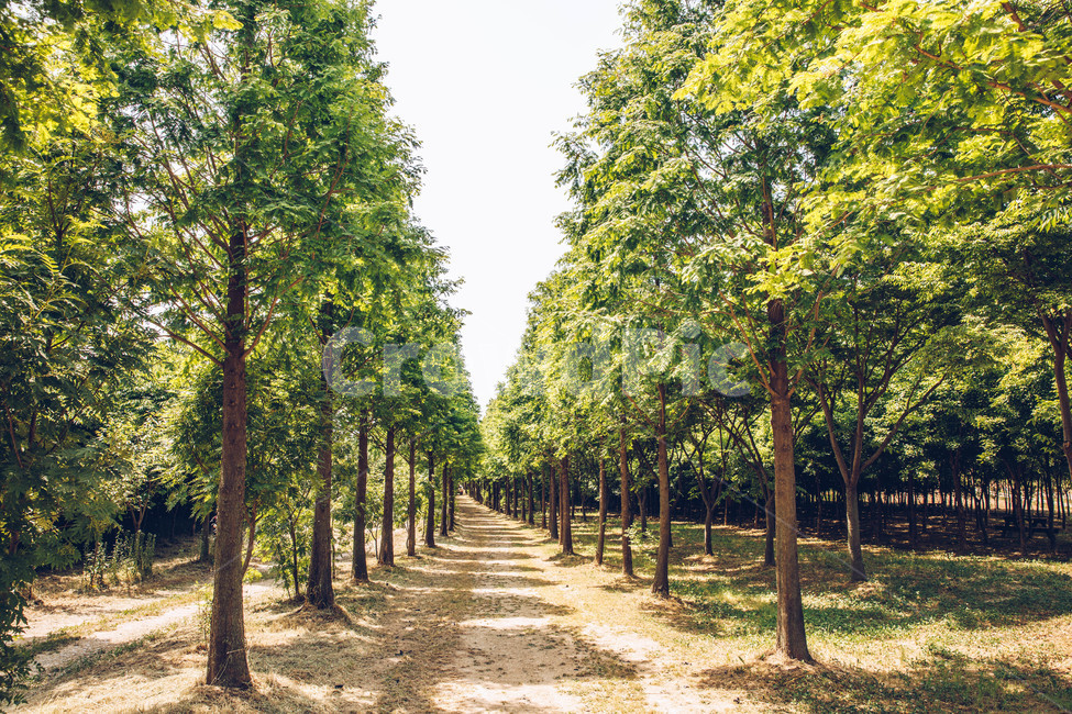 atmosphere,date,sights,Agroland,trees,metasequoia,spring,road,Dangjin,plants,sight,Korean natural scenery,wood,Taesin Ranch,Emotion,pasture,life photo,rest,nature,tree,feeling,picnic,snapshot of life,background,koreanaturelandscape,plant,walk,landscape,St