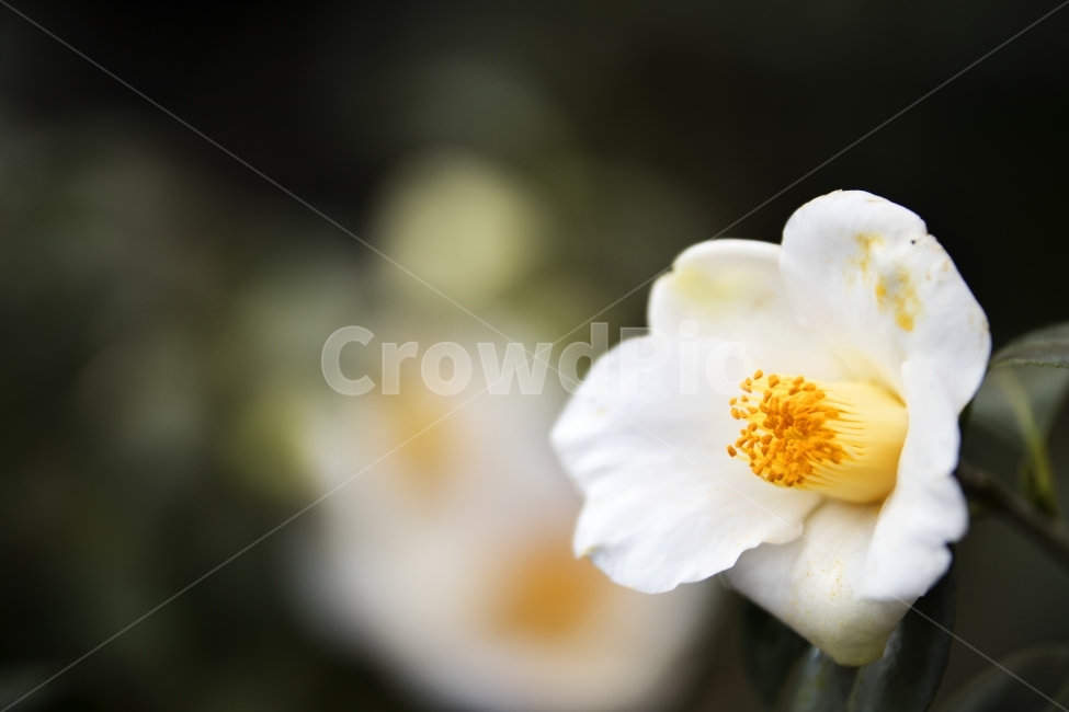 찔레꽃,겨울찔레,제주도찔레,찔레꽃잎,꽃,식물,자연,plants,nature,꽃,flower,감성,sensible,feeling