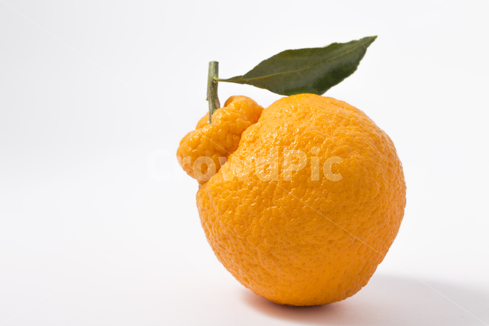 한라봉,과일,귤,감귤,오렌지,비타민,잎사귀,주황색,과일,열매,fruit