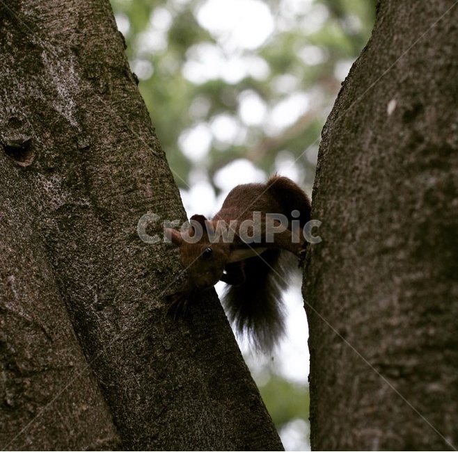 야생동물,다람쥐,쥐,squirrel,청설모,mammal,rodent,animal,동물