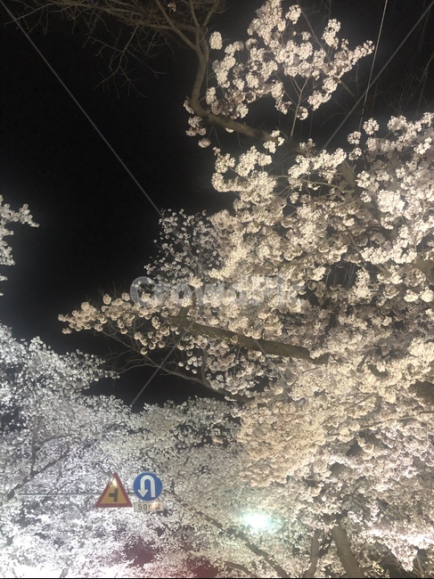 nature,자연,옥외,벚꽃,만개,벚꽃엔딩,벚꽃거리