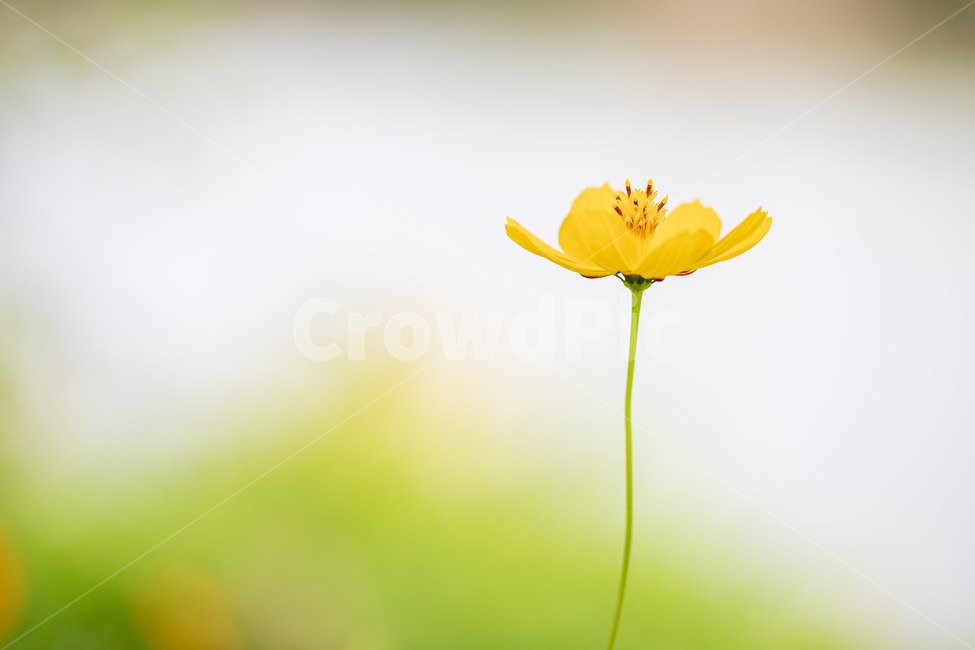 코스모스,가을꽃,flower,꽃,노랑색꽃,노란꽃,식물,노랑,plant,식물,자연,plants,nature,꽃,flower