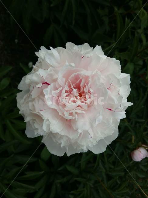 모란,꽃,식물,꽃잎,자연,계절,아름다움,nature,힐링,꽃향기,plant,flower,연핑크