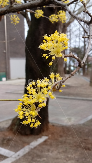 식물,꽃,나무,tree,outdoors,산수유