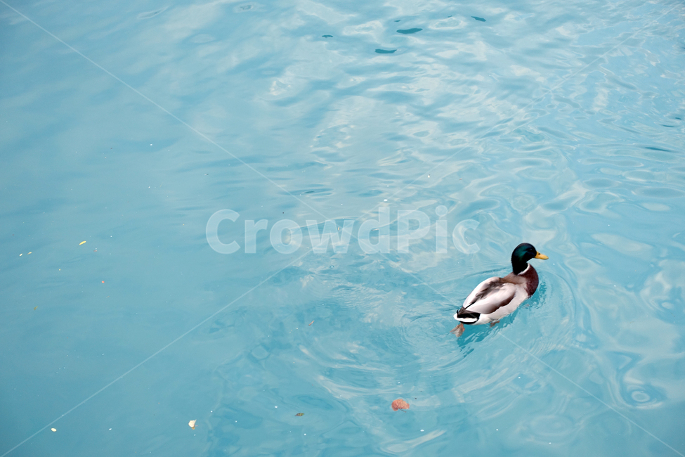 호수,오리,물,연못,푸른색,청량,lake,pond,duck,water,clear