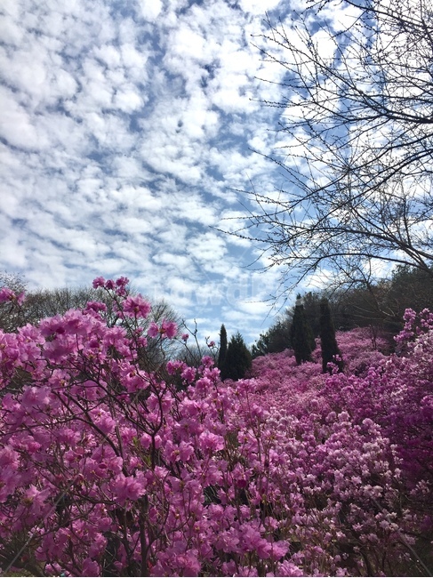봄,진달래,꽃,꽃놀이,동산,진달래동산,풍경,벚꽃,맑음,만개,nature,flowers,spring,구름,자연,봄풍경