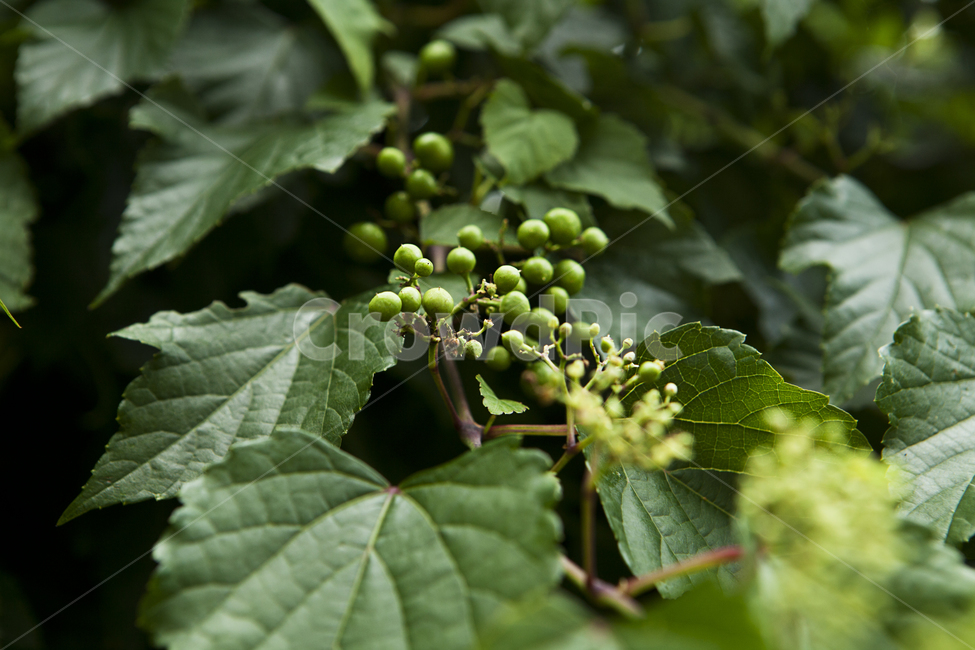 식물,꽃,녹색,여름,배경흐림,plants,green,flower