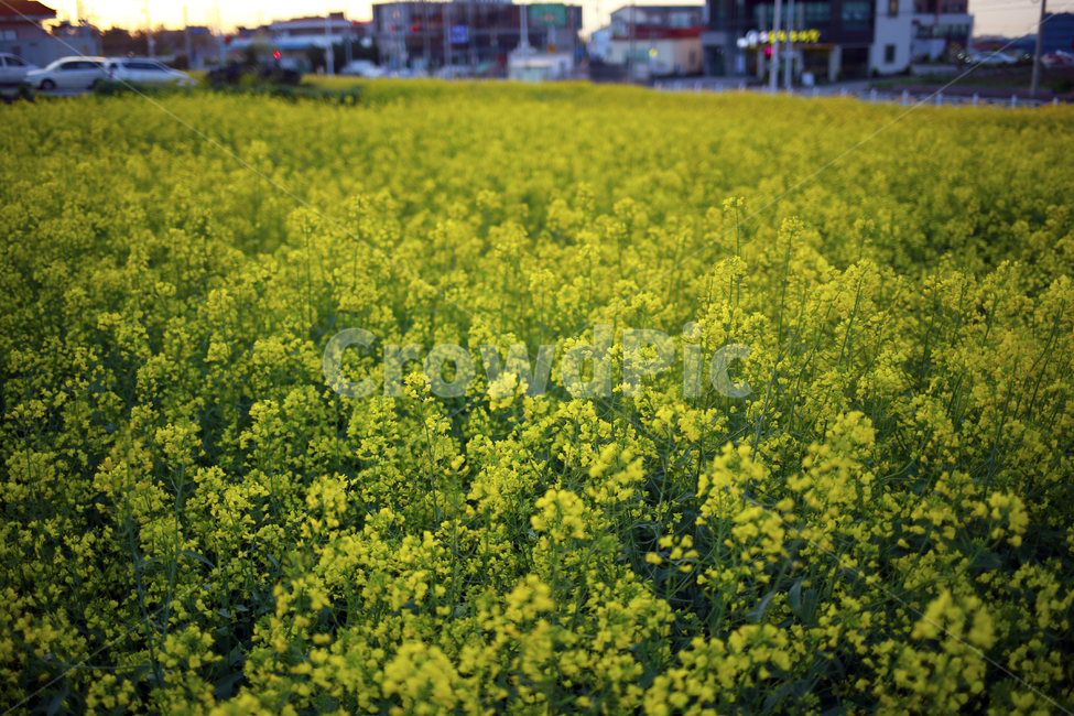 봄,유채,유채꽃,꽃,노랑,spring,식물,봄,계절,spring,season,자연,풍경,nature,landscape,field,들,outdoors,옥외,grassland,목초지