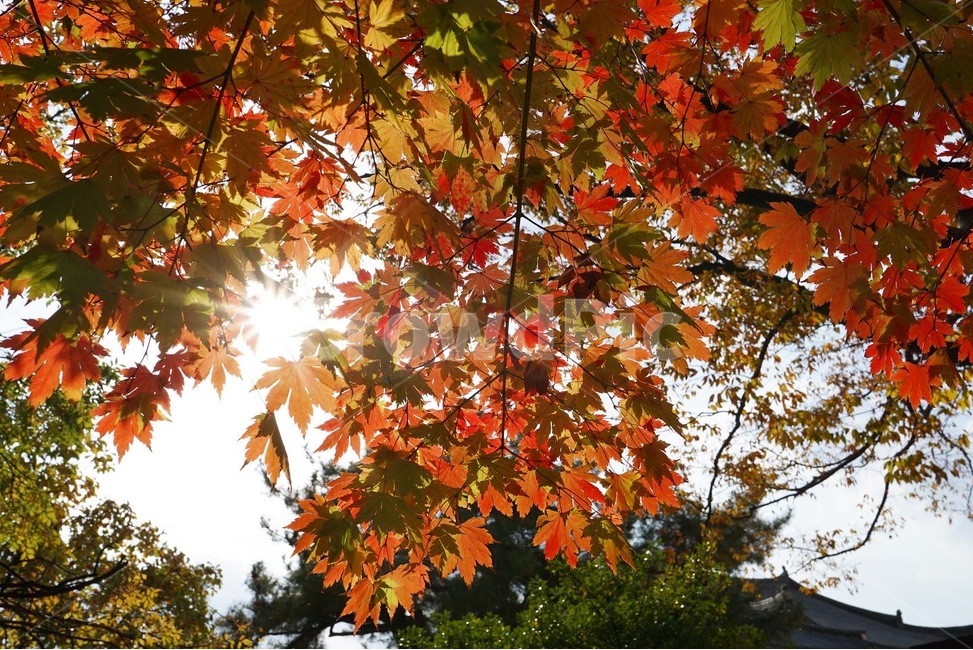 leaf,plant,식물,단풍,maple,가을,계절,fall,autumn,season