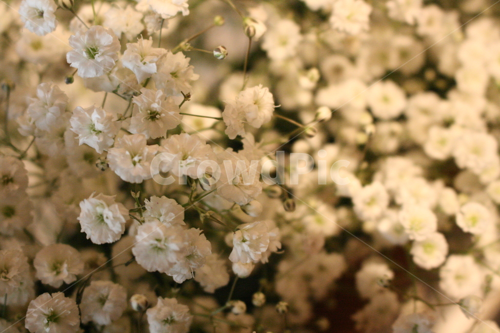 식물,흰색꽃,생화,꽃,안개꽃,꽃,flower