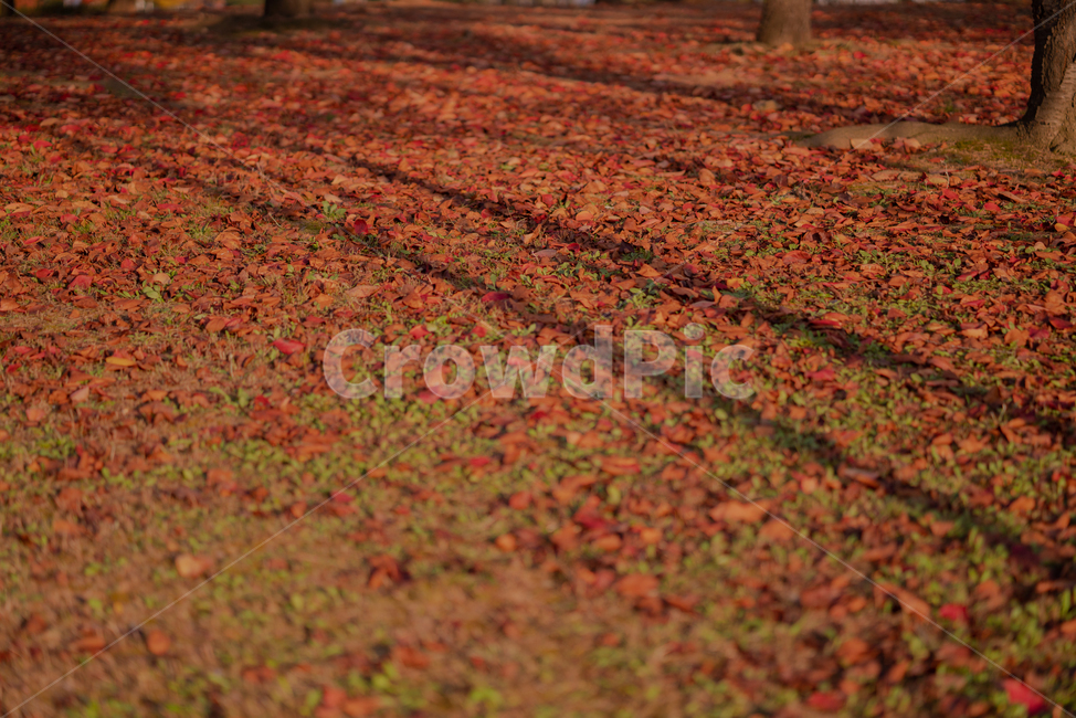 leaf,잎,plant,식물,tree,나무,단풍,가을,계절,fall,autumn,season
