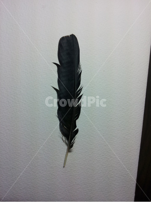깃털,feather,캔버스,까마귀,새털