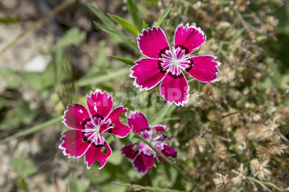 패랭이꽃,자연,flower,꽃잎,plant,petal,꽃,blossom,식물,식물,자연,plants,nature,꽃,flower