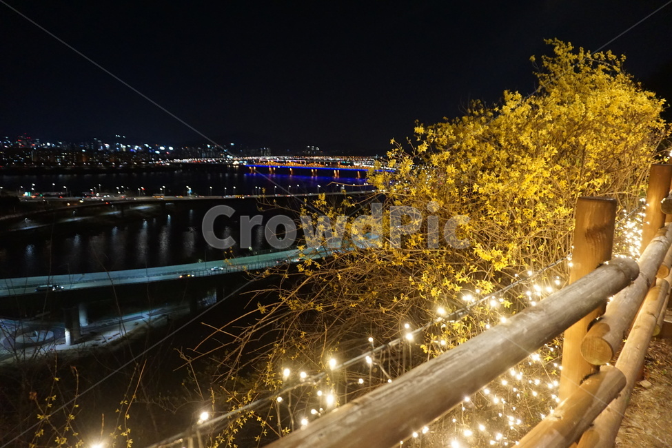 진달래,꽃,야경,한강,다리,응봉산,노랑,조명,아늑함,로맨틱,빛,light,koreanight,seoul,hanriver,야경,밤,풍경,nightscape,night,landscape