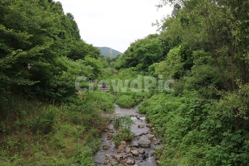 물,나무,식물,하늘,자연,water,mizu,tree,ki,plants,shokubutsu,sky,sora,nature,자연,풍경,nature,landscape,outdoors,옥외,stream,흐름,creek,작은 만