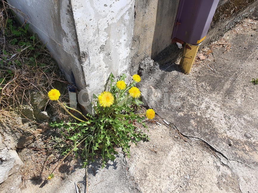 민들레,봄꽃,봄,flower,spring