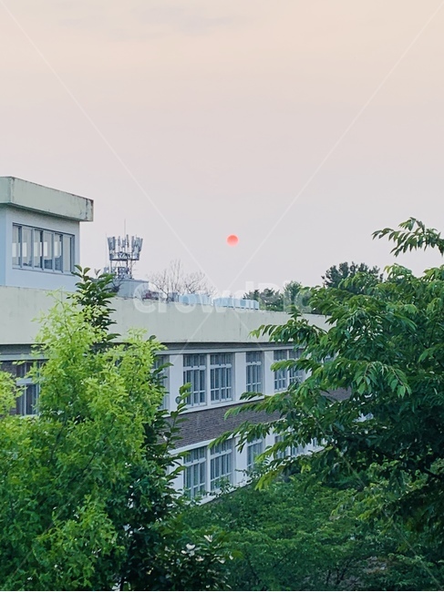 나무,학교,분위기,오후,해