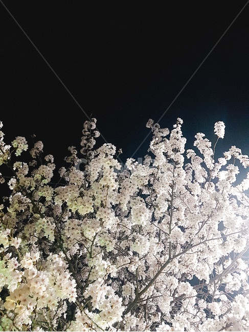 벚꽃,밤,밤하늘,아경,밤벚꽃,봄,계절,spring,season,야경,밤,풍경,nightscape,night,landscape,식물,자연,plants,nature,꽃,flower,plant
