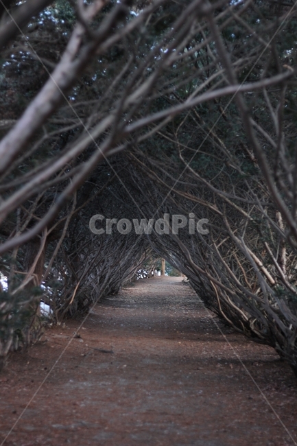 사진,풍경,산책,산책로,수목원,나무,길,street,scenery,ladscape,tree,arboretum,자연,풍경,nature,landscape,plant,식물