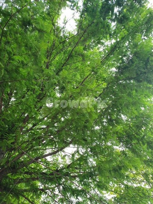 나무,숲,초록색,잎,나뭇잎,green,forest,wood,나뭇가지,여름나무