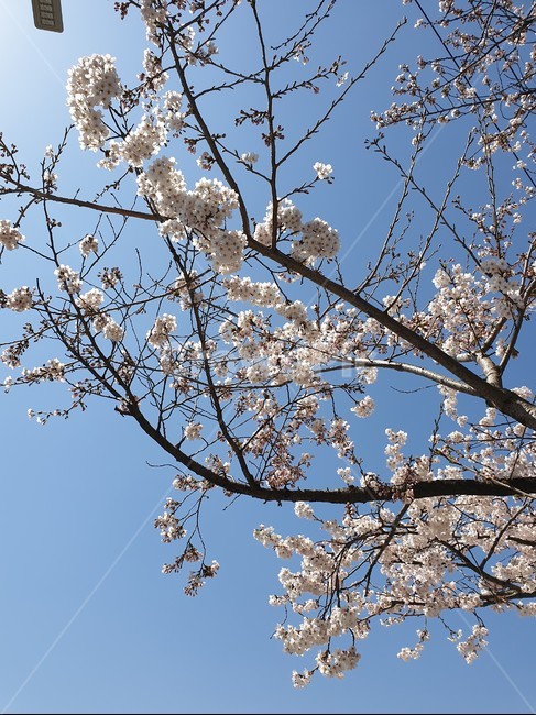 blossom,꽃,flower,식물,plant,cherryblossom,벚꽃