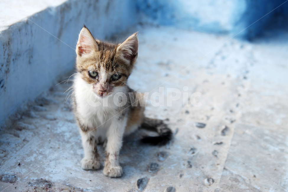 고양이,고양이사진,동물,동물사진,길고양이,길고양이사진,골목길,귀여운,귀여움,새끼고양이,동물,animal,포유류,mammal,고양이,cat,kitten,kitty