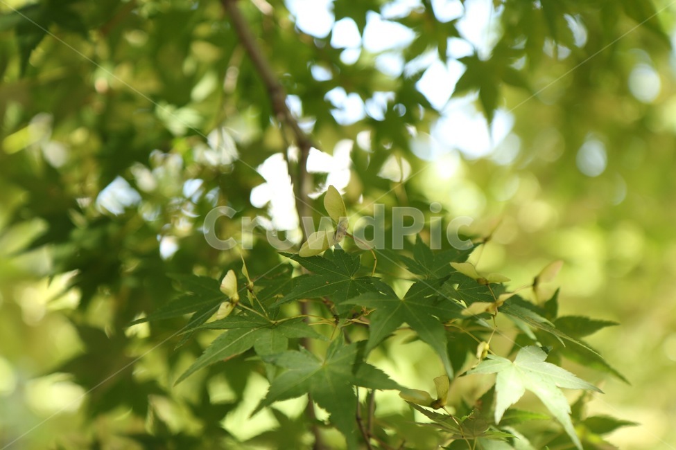 단풍나무,씨앗,열매,단풍,leaf,가을,계절,fall,autumn,season,잎,plant,식물,tree,나무