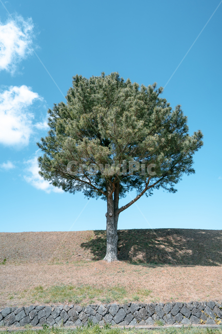 나무,왕따나무,tree,풍경,landscape,plant,식물