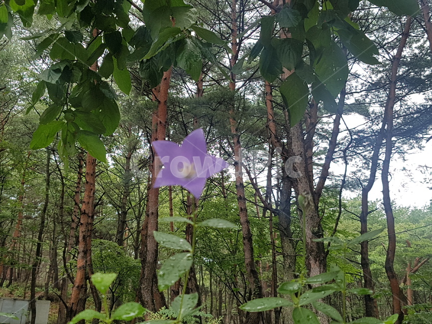 plant,식물,꽃,도라지,도라지꽃