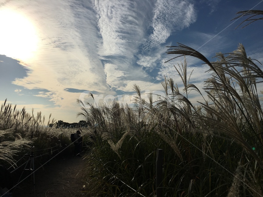 억세,억세축제,가을,해질녁,가을하늘,가을나들이,하늘공원,sky,autumn,haneulpark,festival,풍경,노을,sunset
