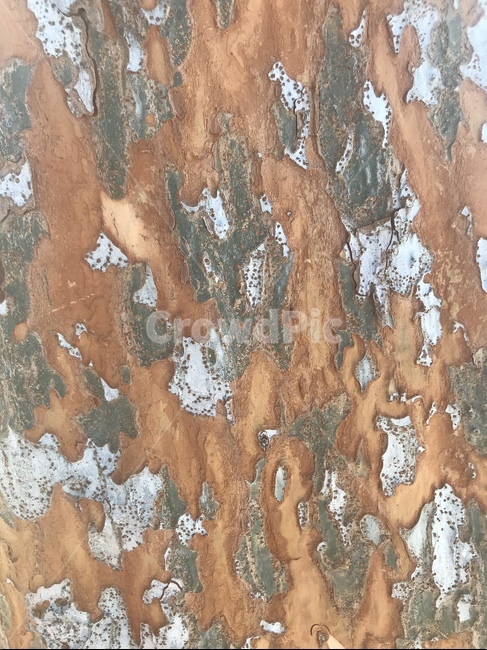 나무,페턴,벗겨지,껍질,나무껍질,나무기둥,자연,nature,pattern,자연페턴