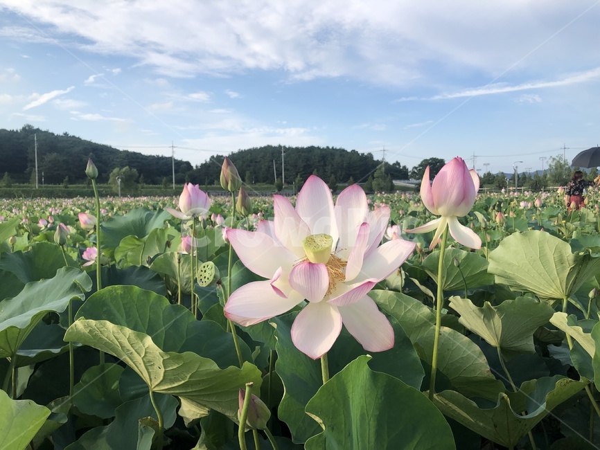 plant,식물,꽃,blossom,flower,연꽃,lotus,식물,자연,plants,nature,꽃,flower