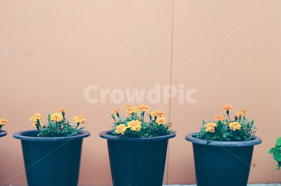 yellowflower,노란꽃,화분,아기자기,꽃,식물,자연,plants,nature,꽃,flower