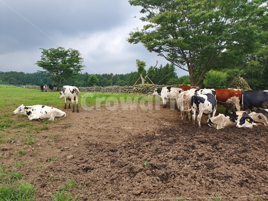 cow,소,목장,동물,cattle,가축,포유류,mammal,제주도