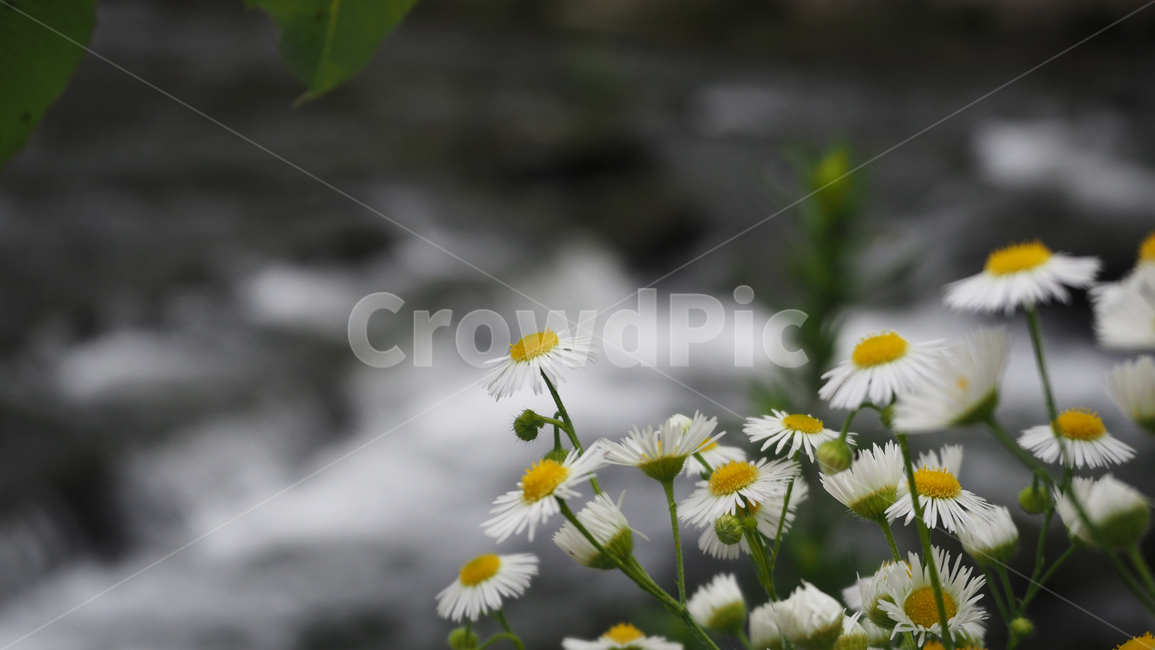 야생화,꽃,흰색,wildflower,flower,white