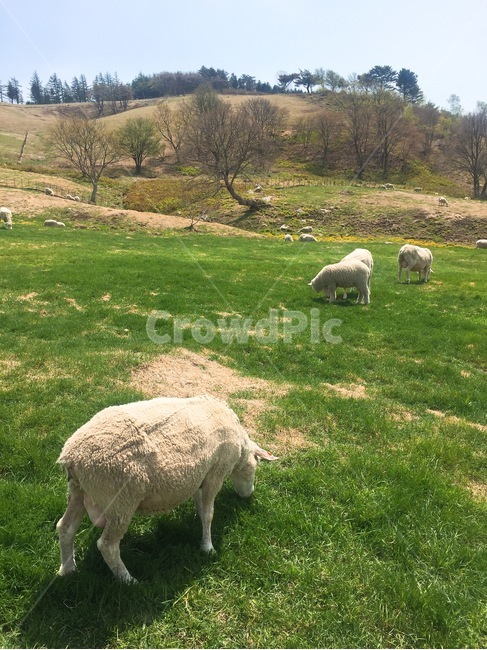 animal,동물,포유류,sheep,양,field,들,grassland,목초지,outdoors,옥외,nature,자연,동물,animal,포유류,mammal